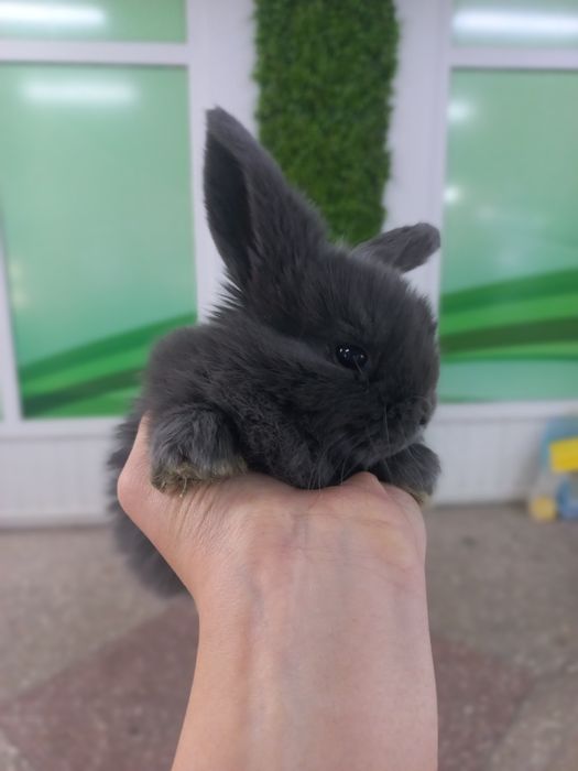 Кролики декоративные