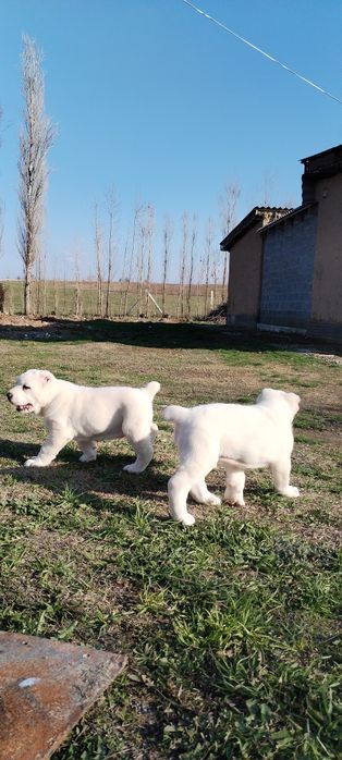 АЛАБАЙ Тозалариндан