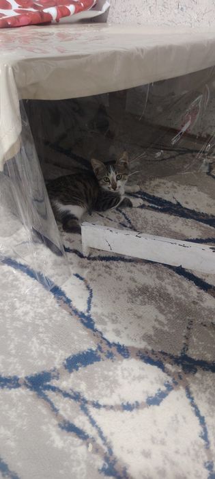 Кошка девочка отдом