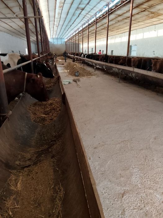 Навоий вилояти Кизилтепа туман марказида жойлашган чорвачилик комплекс