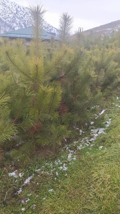 Крим сосналари сотилади