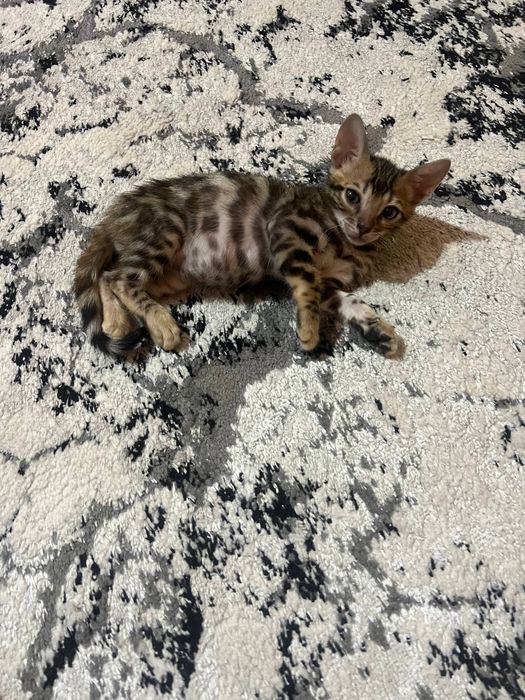 Bengal mushuk sotuv