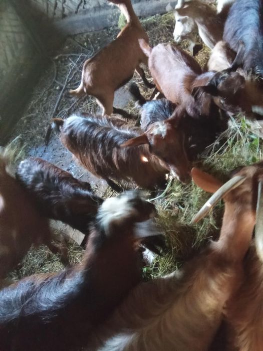 Vând 6 capre cu 6 iezi și un tap