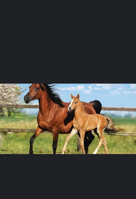 Қымыз, бал қымыз