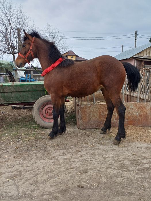 Vând Manz Metis de Frizian