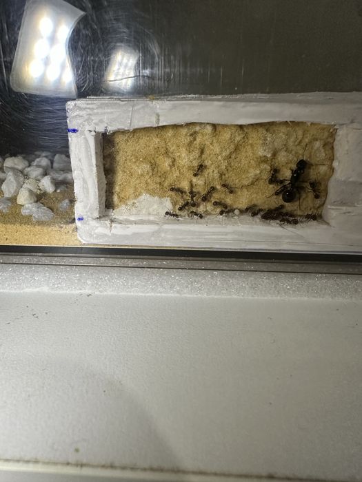 Муравьи с фермой