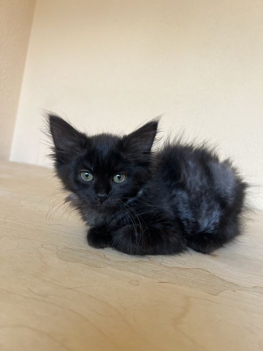 Отдам котят в хорошие руки!