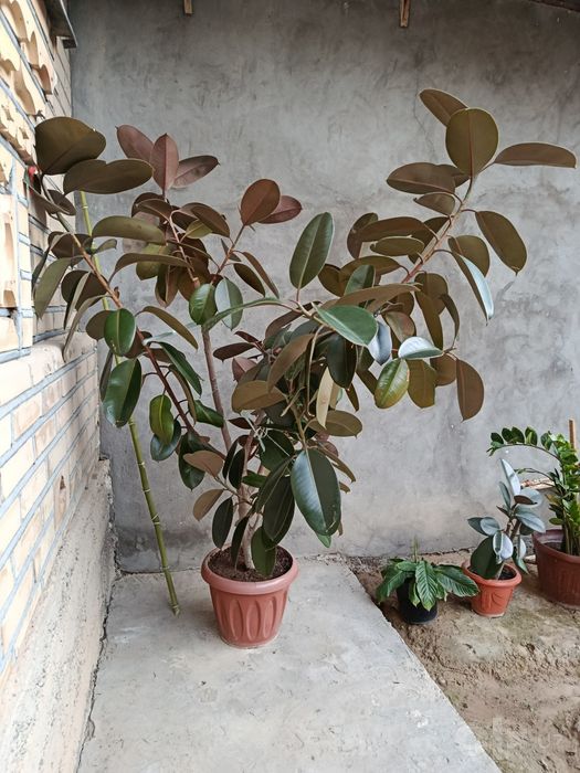 Katta va sershox Fikus (Ficus elastica) sotiladi