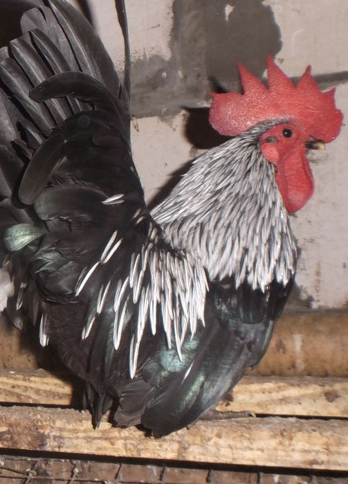 Куры шабо япония