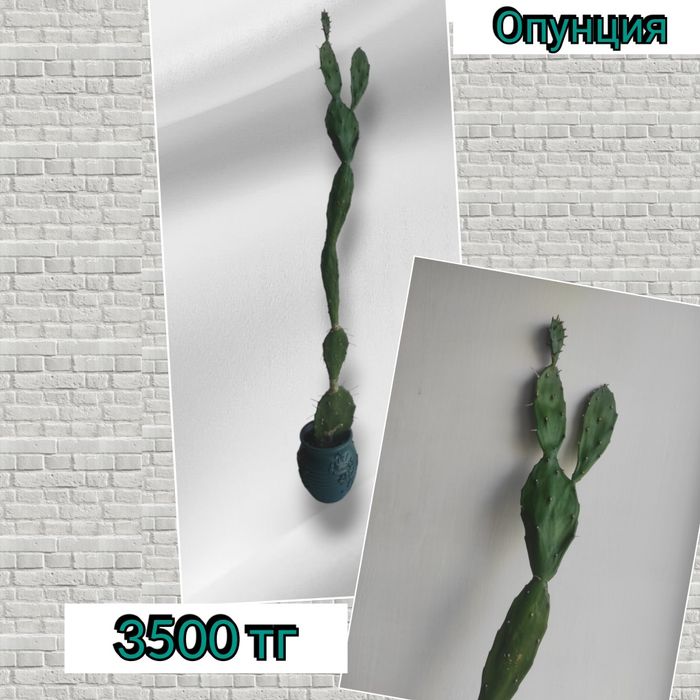 Кактус комнатный цветок