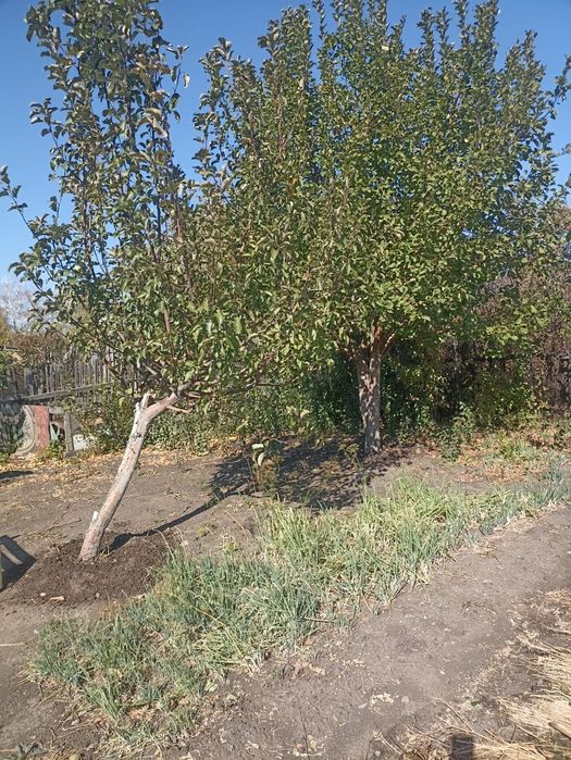 Продается дача Черёмушки