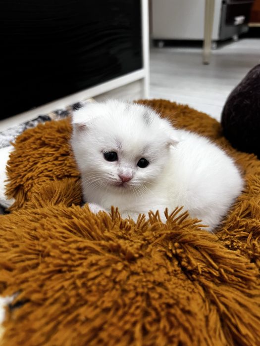 Кошки милые Скоттиш фолд Британский