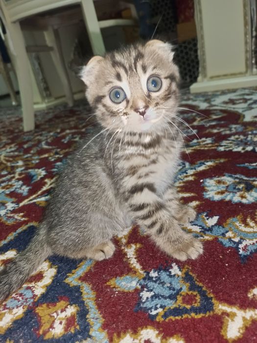 Zotor muwuk onasi Shatlanskiy visla uxla adasi bengal