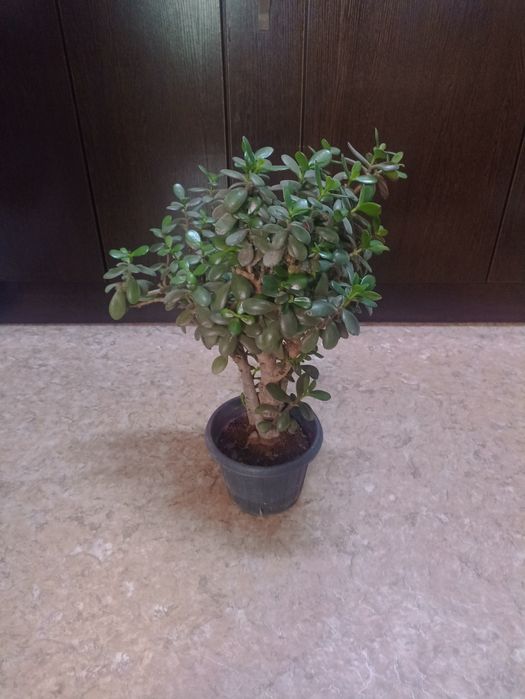 Продается Толстянка, денежное дерево.