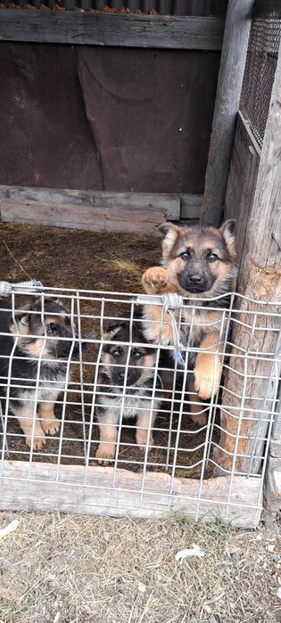 Щенки немецкой овчарки
