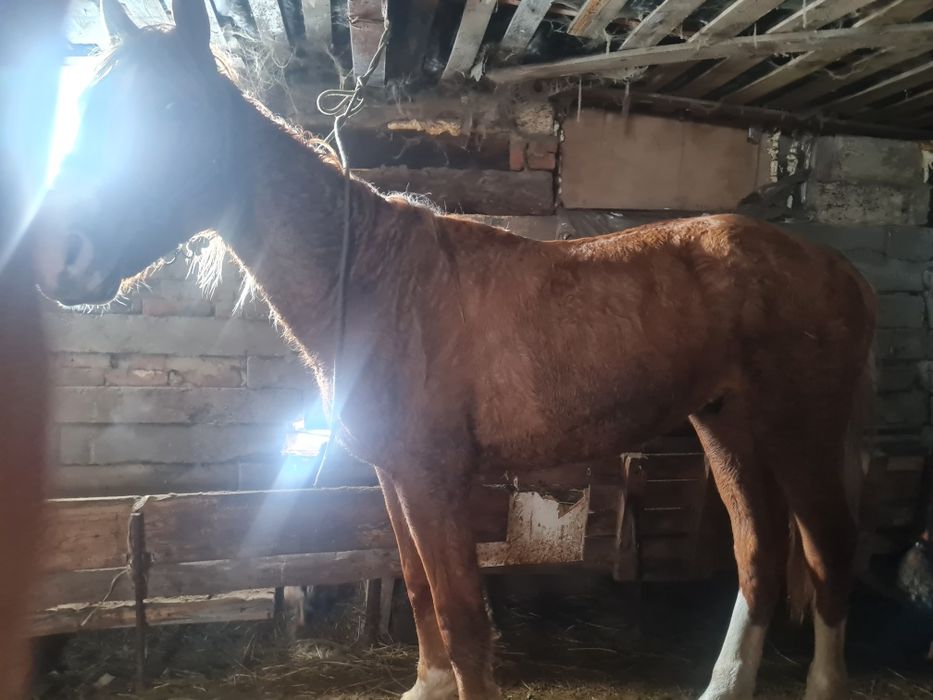 Құнан полукровка