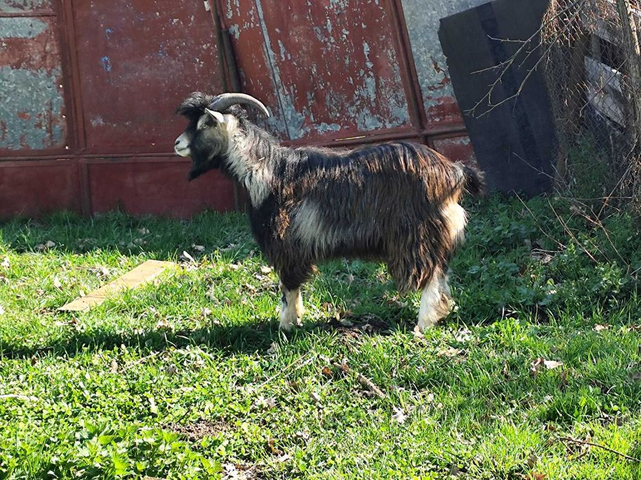 Vând capre si un țap