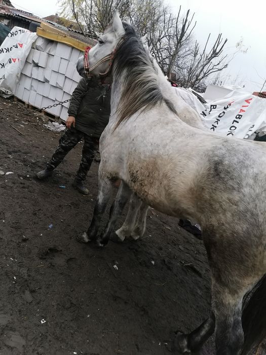 manza de vanzare sau schimb