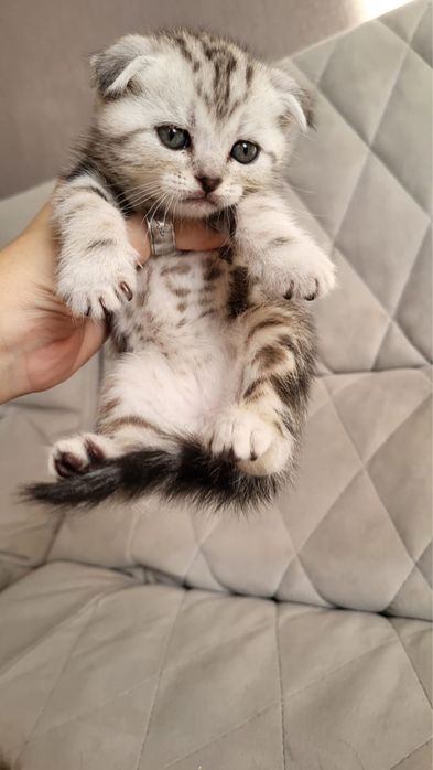 Чудо малыши скоттиш фолд