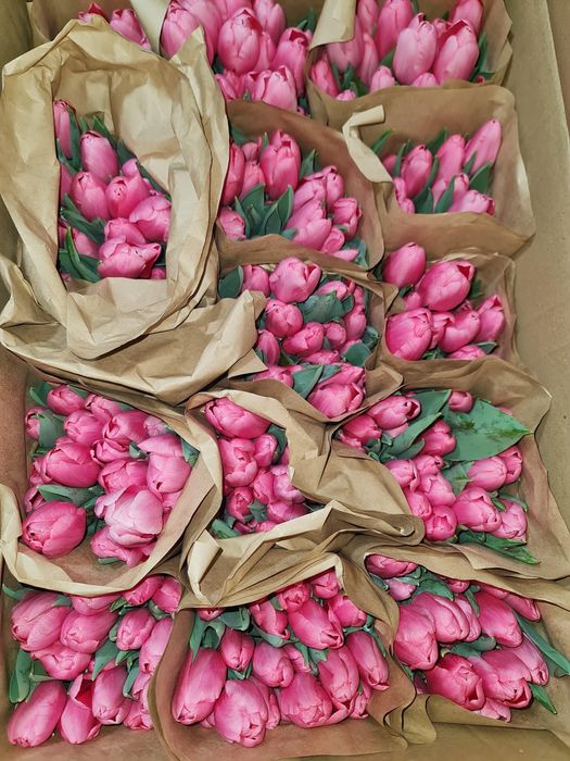Тюльпаны большие с доставкой и бесплатной упаковкой