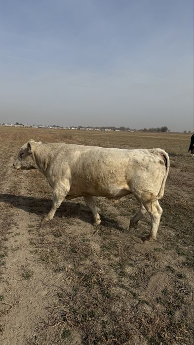 Бык бука аулекөл аулеколь