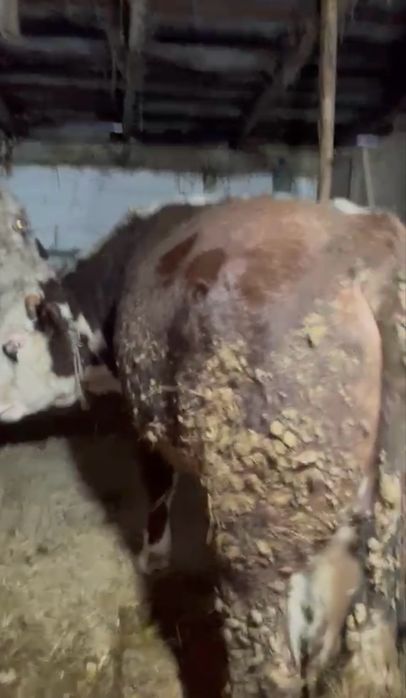 Бұқалар сатылады