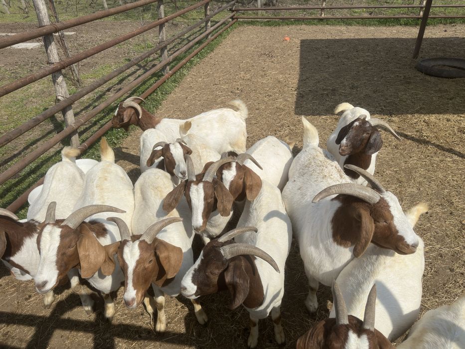 Vand iezi si capre boer