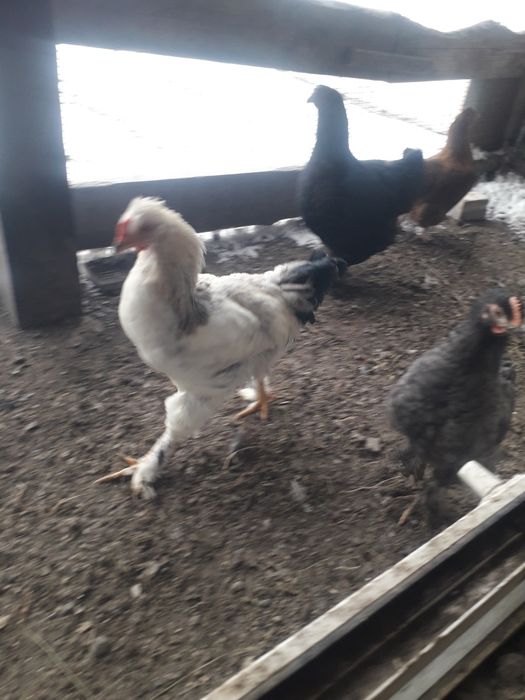 Продам молодых петухов