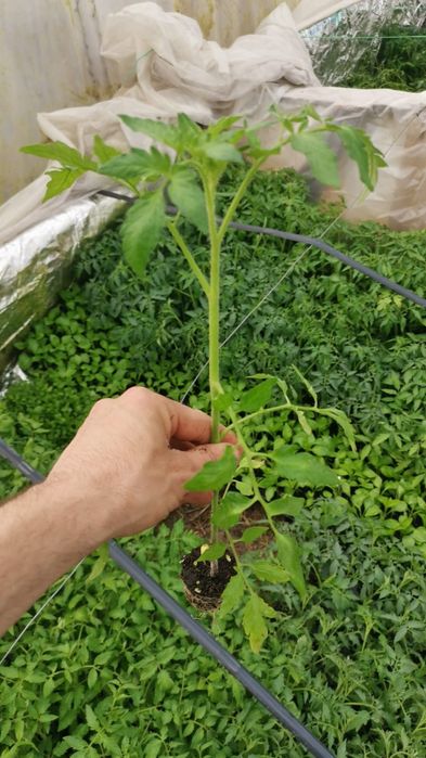 Fac răsaduri la comanda.