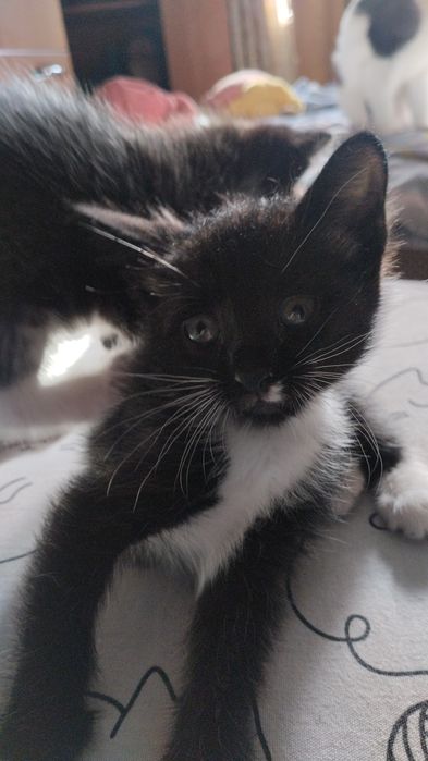 Отдам котят в добрые руки