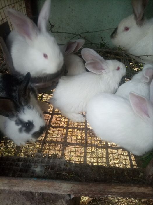 Крольчата 1.5 месячные