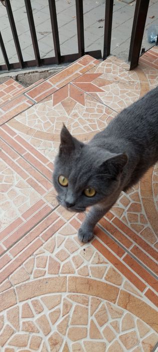 Отдам котёнка в хорошие руки