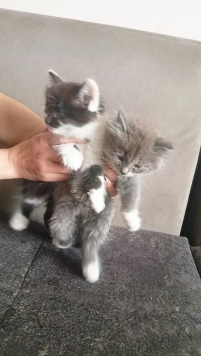 Мушукчалар 2 та хадияга