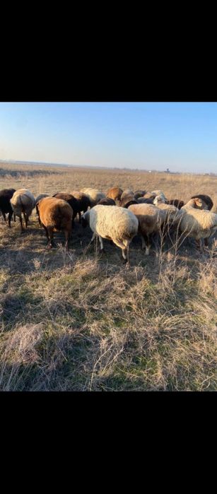 Семз койлар сатылады