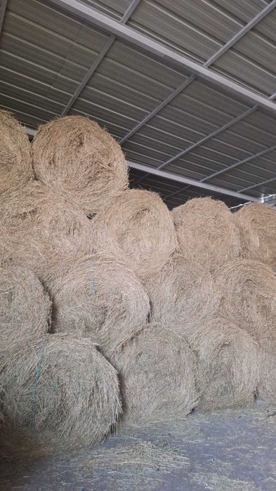 Baloți de lucernă