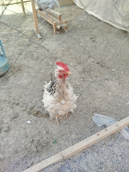 Xo'roz tovuqlar sotiladi