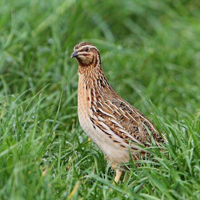 Sayrap turgan Bedanalar  sotiladi qovoqlari bilan Manzil Qoʻqonda