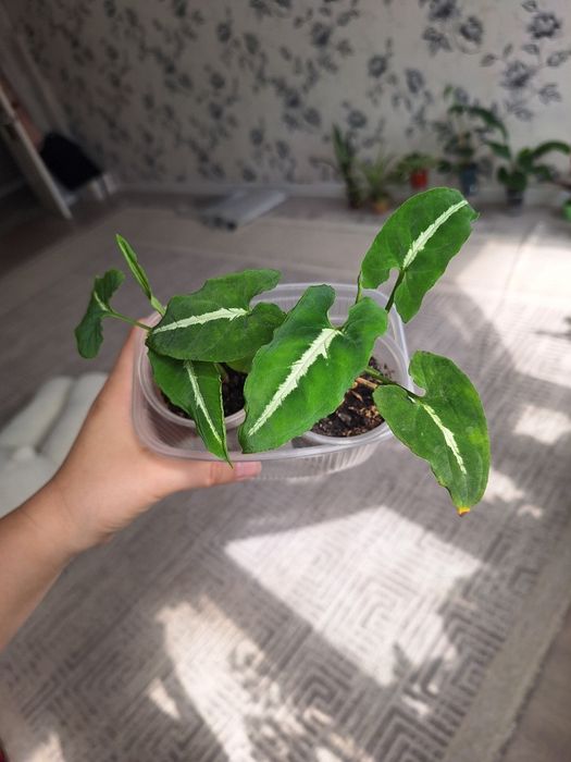 Шефлера, Пеперомия,Фикус,Аптения