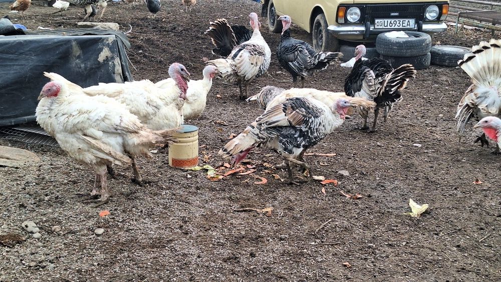 Биг 6 куркала ва жайдарила сотилади