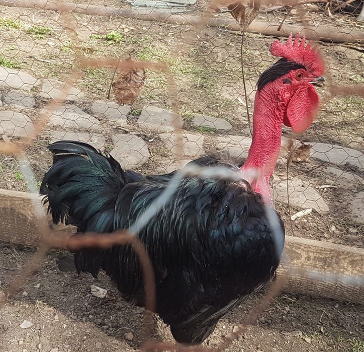 Cocos Gat Golas de Transilvania