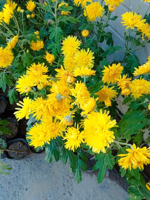 Хризантема гул кучаталири