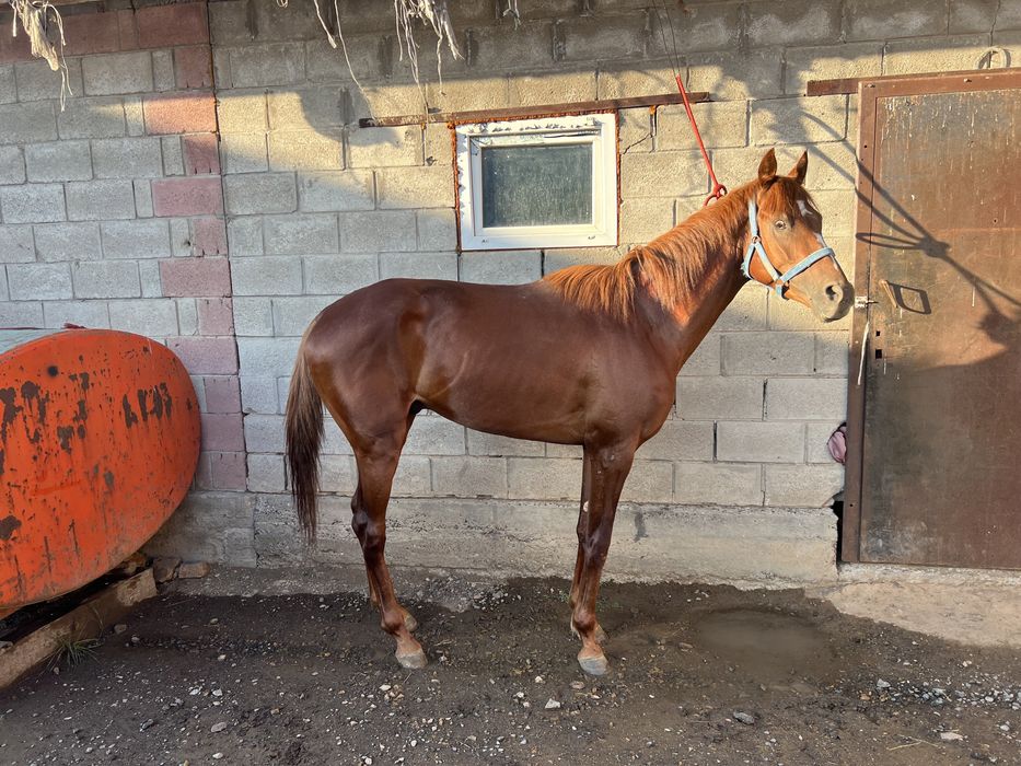 Чисто кровный лошать