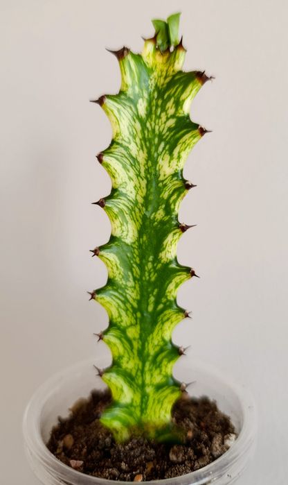 Эуфорбия Lactea Variegara