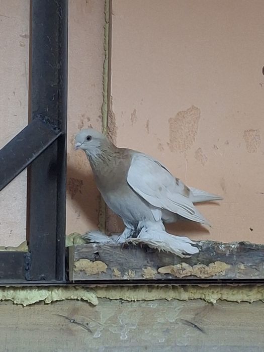 Продам голубей игра гребля тяга