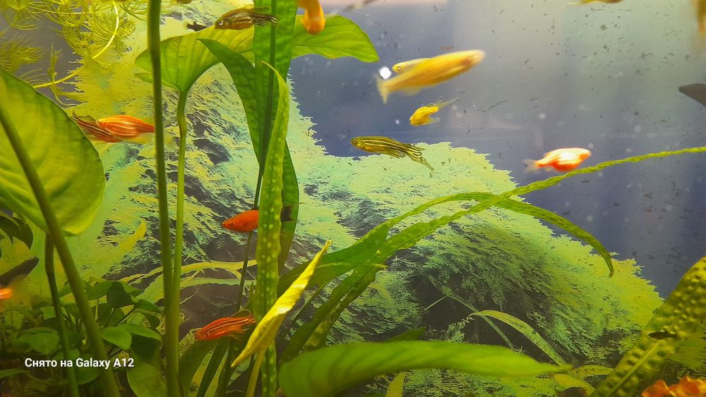 Данио рыбки продаются.