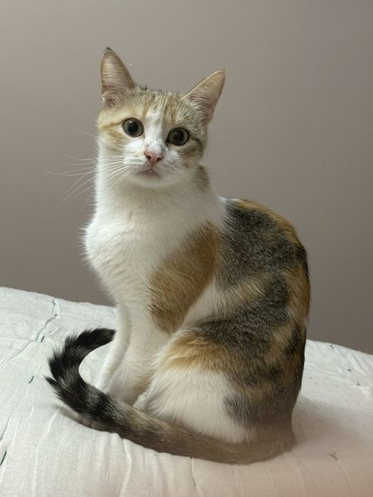 Кошка Бусинка ищет добрый дом