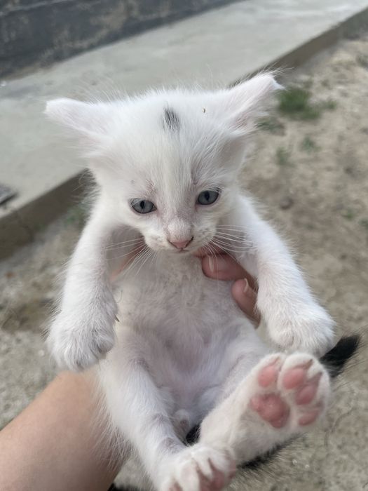котята мальчики даром