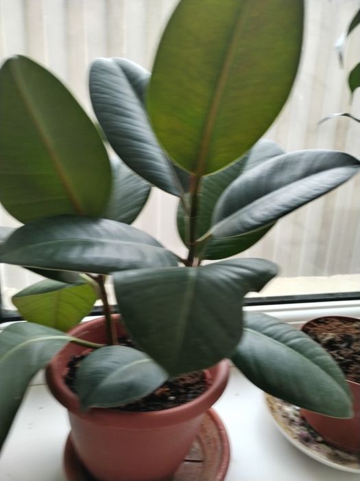 Комнатные растения