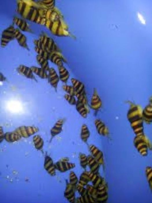 Asasini melci. Omora melcii comunitari