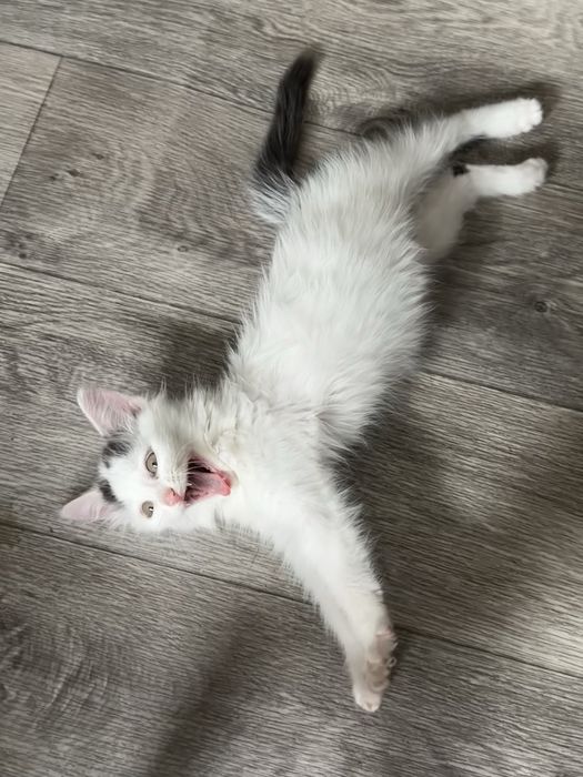 Отдам малютку кошку 2 месяца
